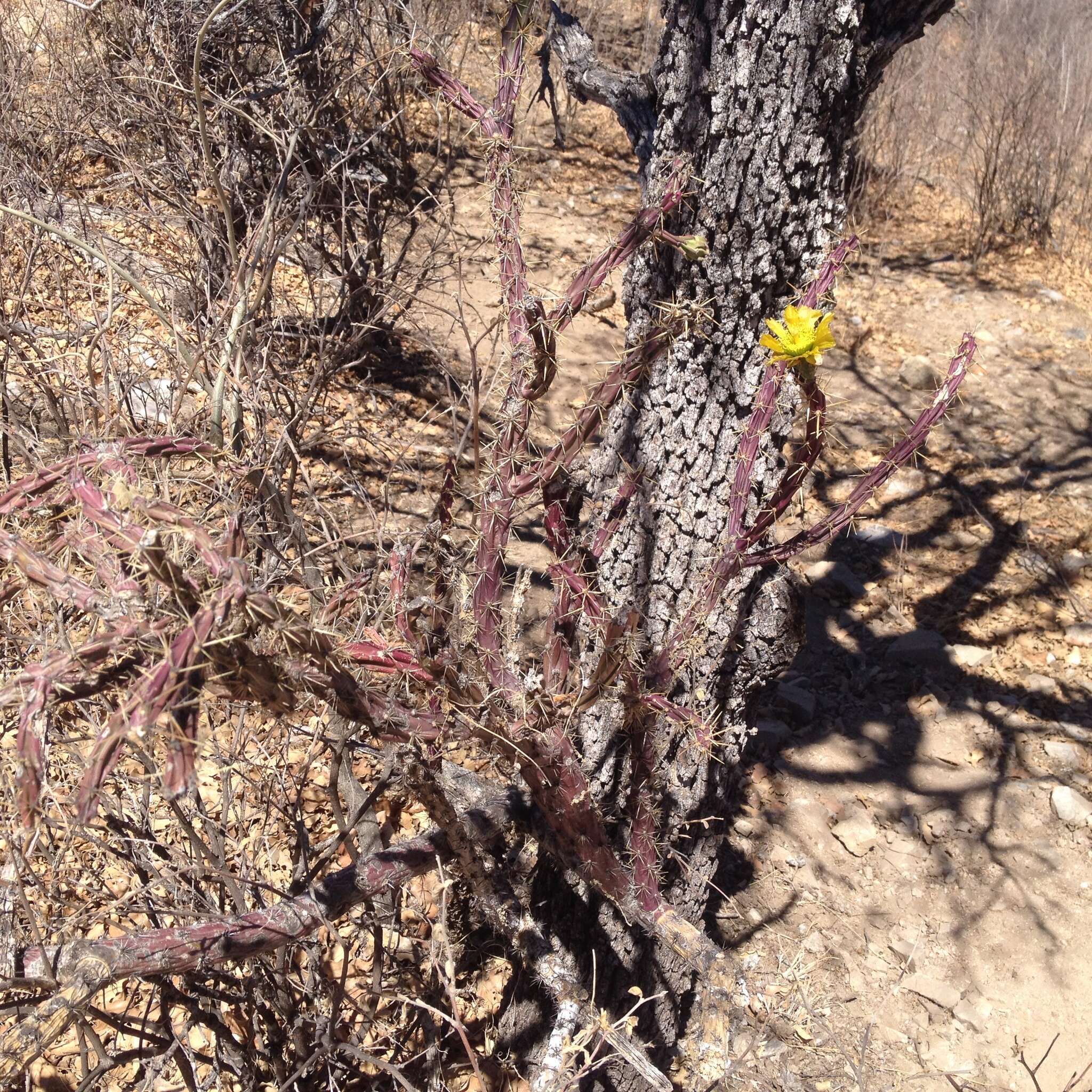 Imagem de Cylindropuntia thurberi (Engelm.) F. M. Knuth