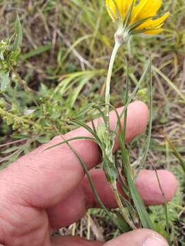 Image of Tragopogon dasyrhynchus Artemczuk