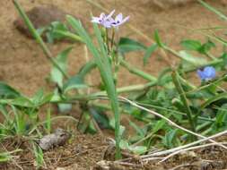 Image of Freesia laxa subsp. azurea (Goldblatt & Hutchings) Goldblatt & J. C. Manning