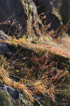 Image of Congdon's lewisia