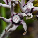 Image of <i>Oxypetalum marchesii</i>