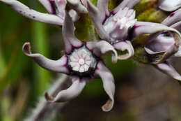 Image of <i>Oxypetalum marchesii</i>