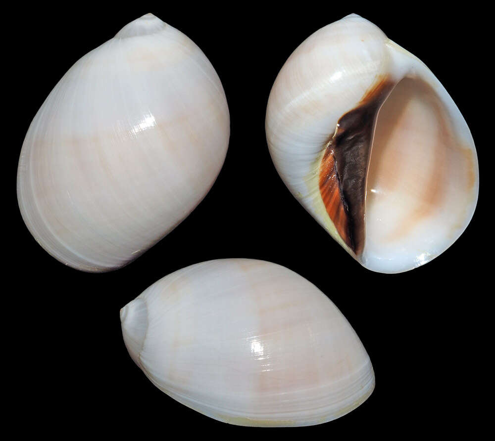 Слика од Mammilla melanostoma (Gmelin 1791)