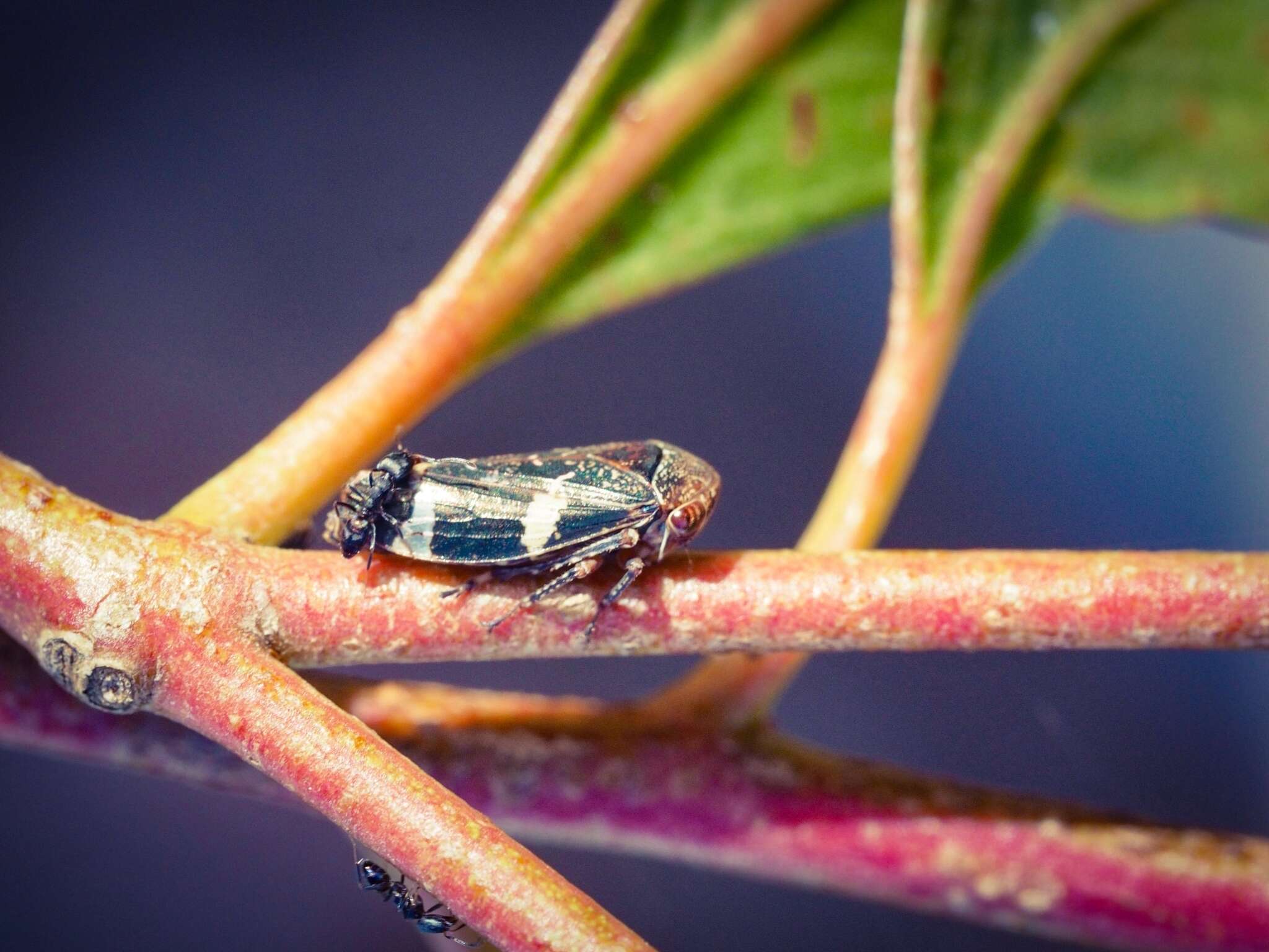 Image of Eurymeloides punctata Signoret 1850