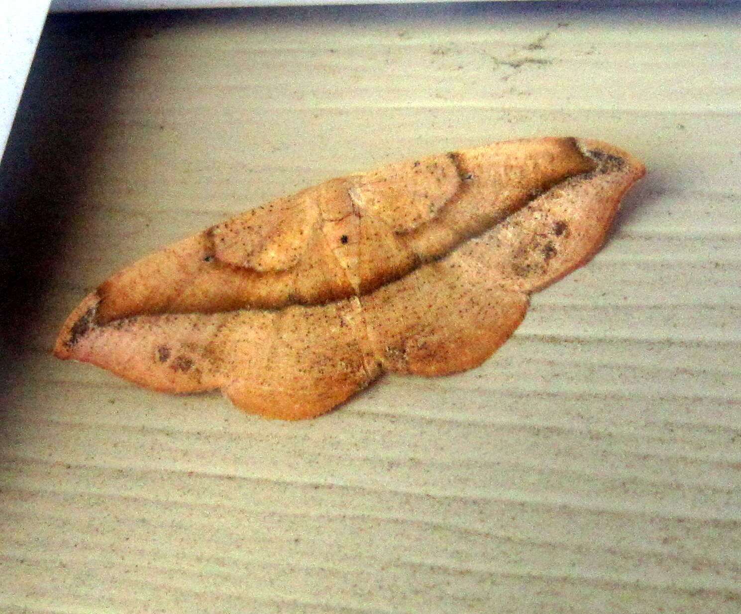 Image of Juniper-twig Geometer