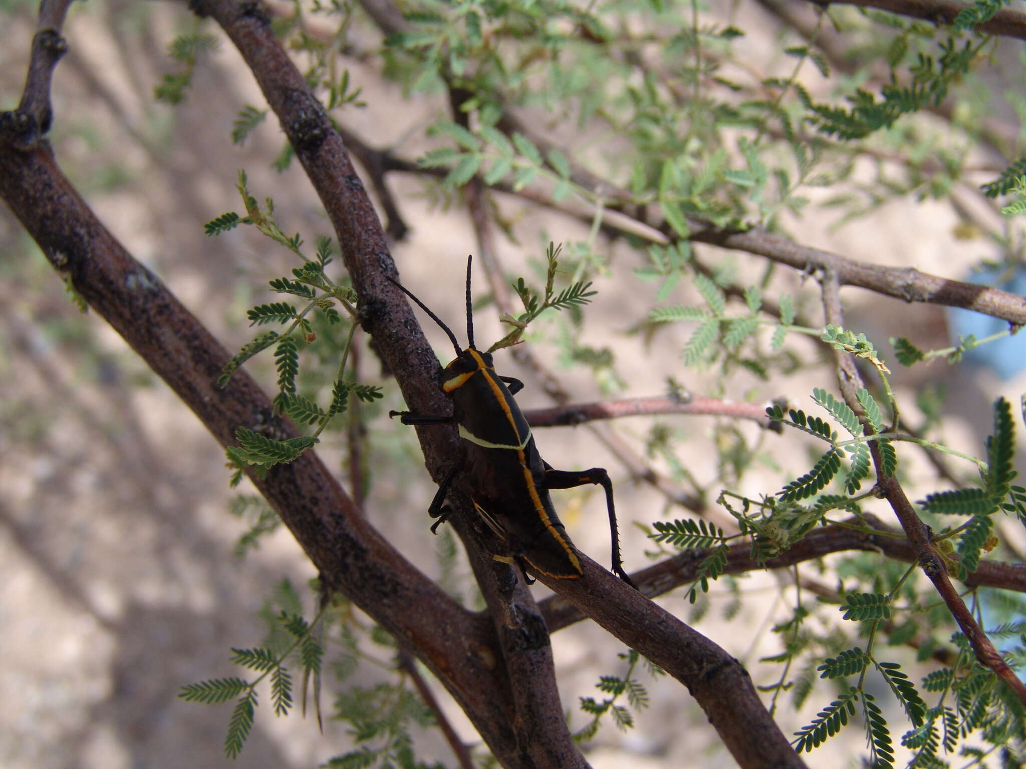 Image of Horse Lubber