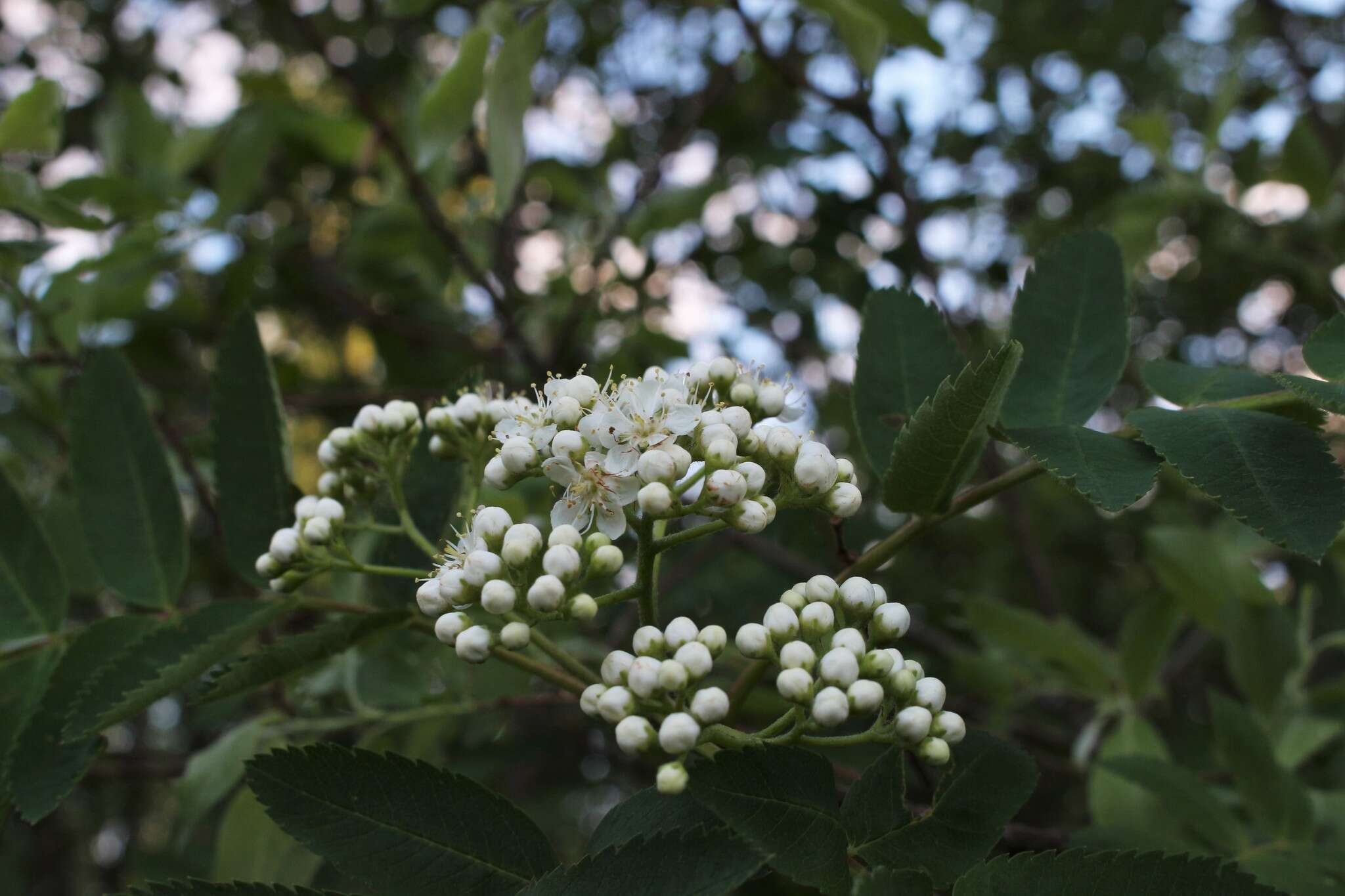 Image of northern mountain ash