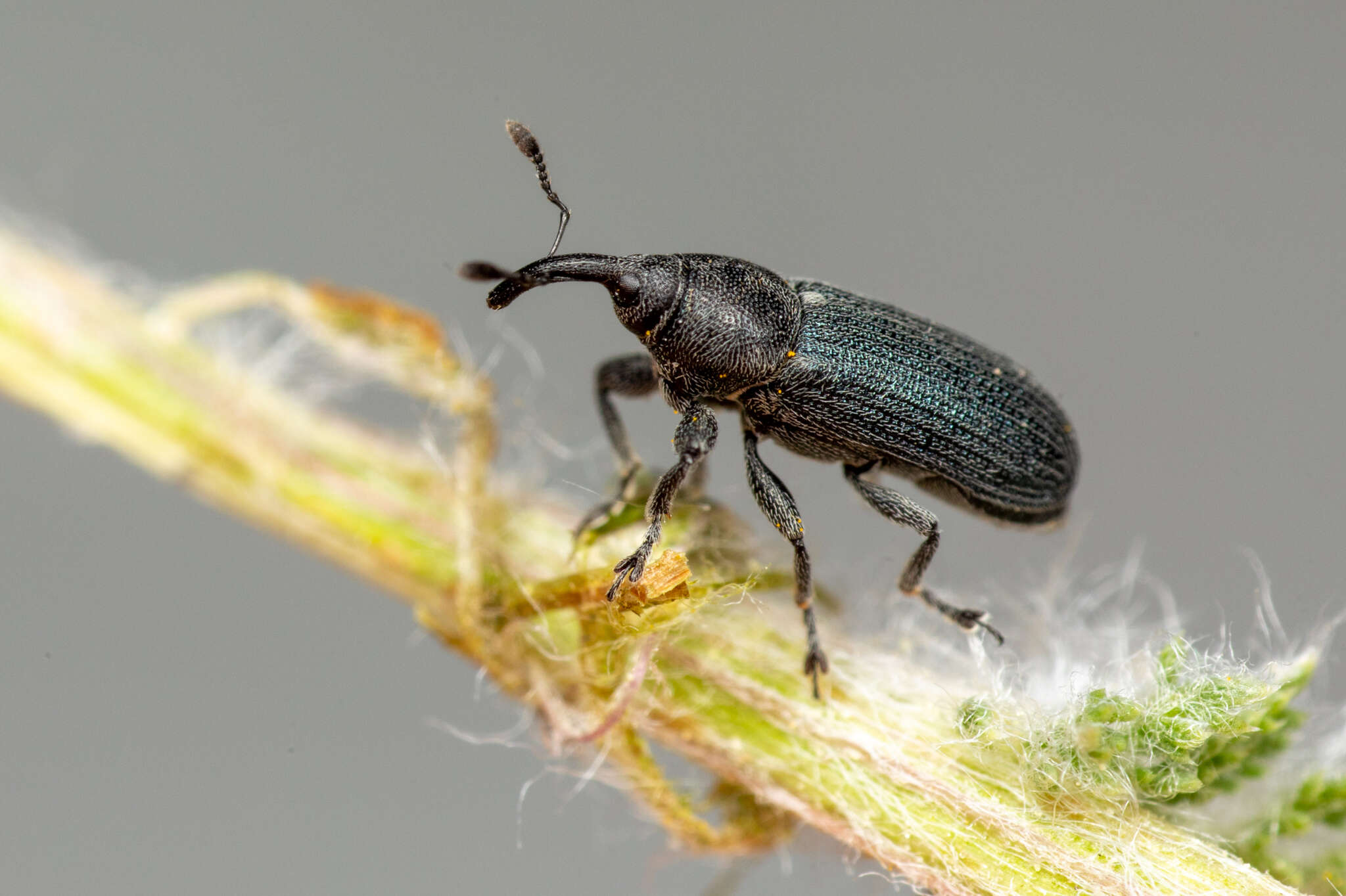 Mecinus janthiniformis Tosevski & Caldara ex Tosevski, Caldara, Jovic & Hernández-Vera resmi