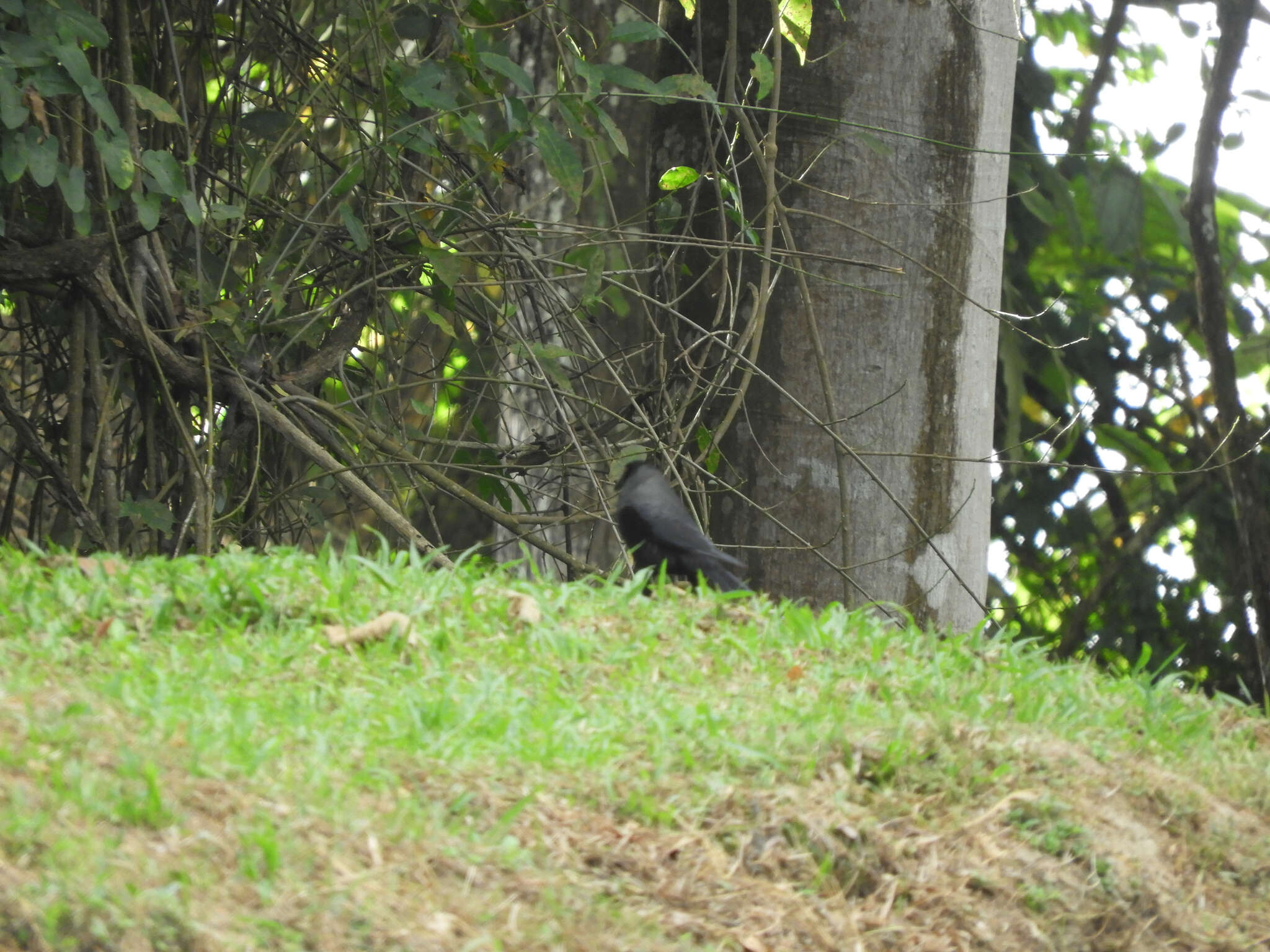 Image of Giant Cowbird