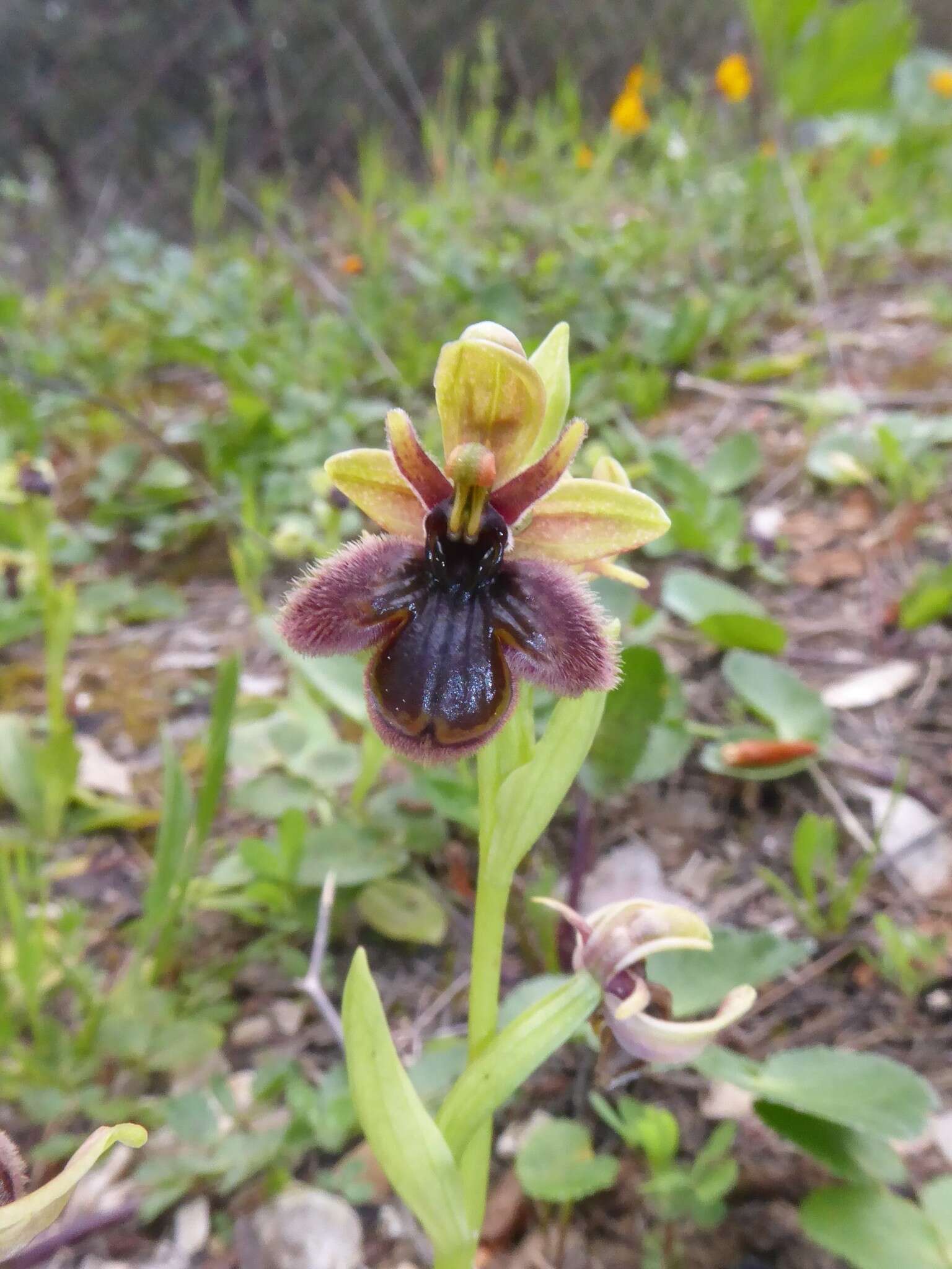 Ophrys fernandii Rolfe的圖片