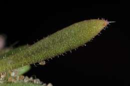 Image of spreading pygmyleaf