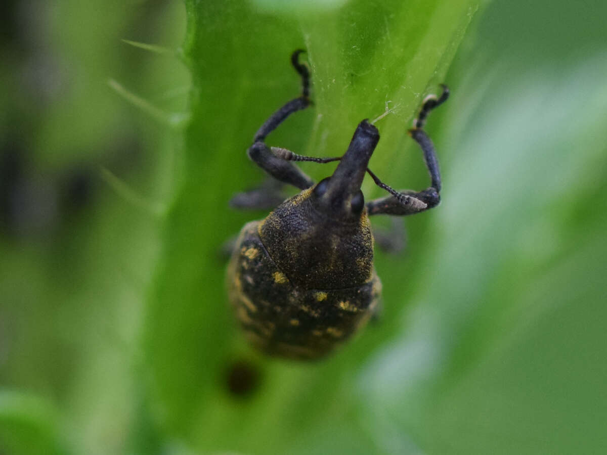 Image of Weevil