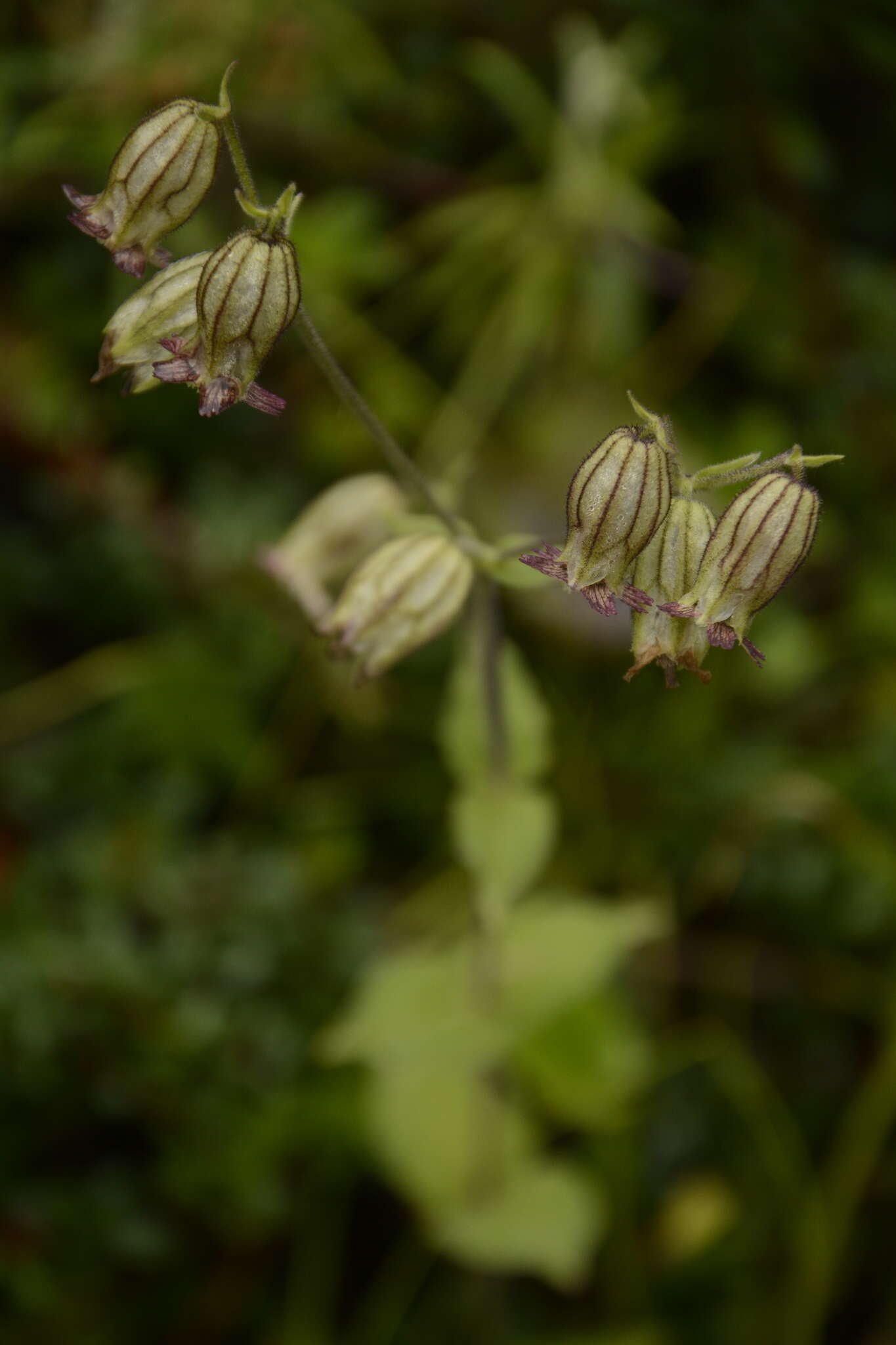 Imagem de Silene indica Roxb.