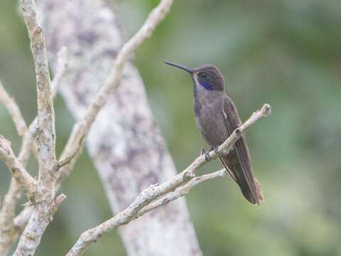 Image of Brown Violet-ear