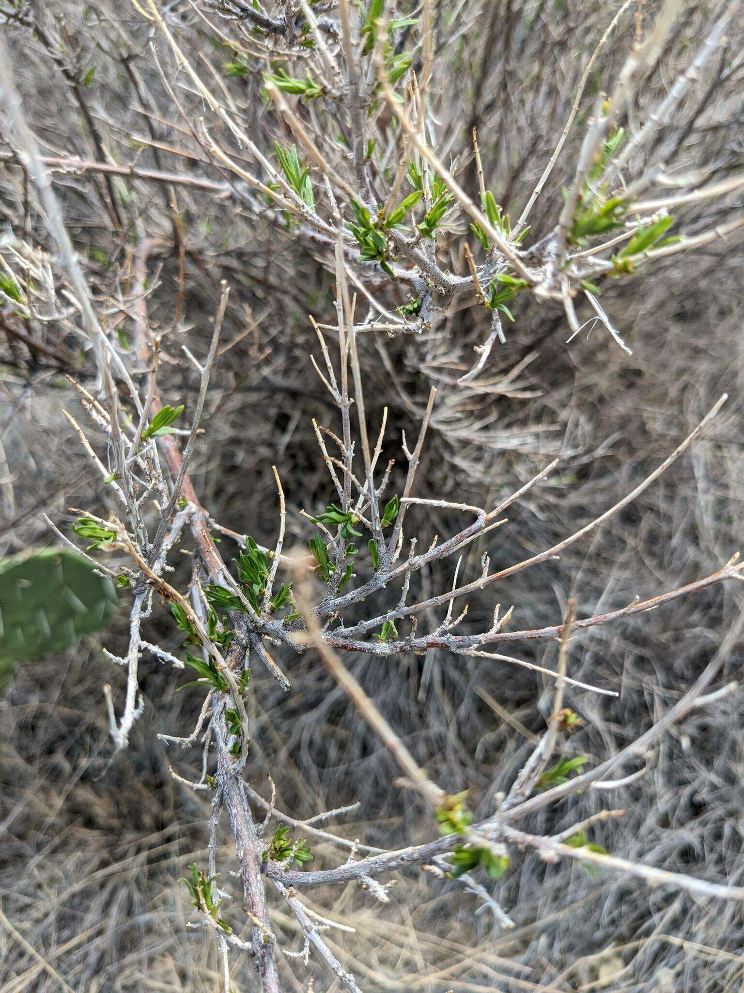 Anisacanthus linearis (Hagen) J. Henrickson & E. J. Lott resmi