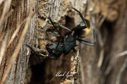 Image de Polyrhachis euterpe Forel 1902