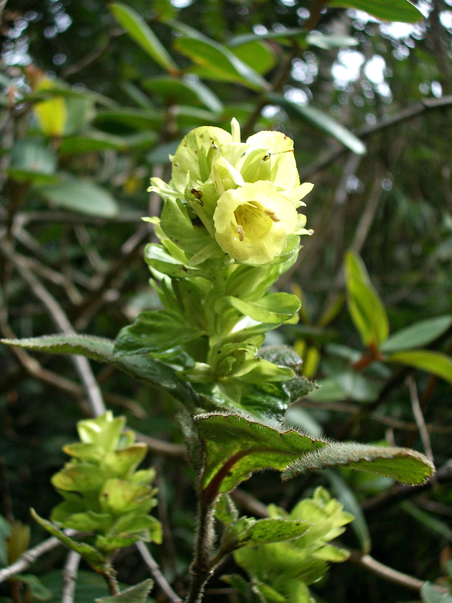 Plancia ëd Strobilanthes calycina Nees