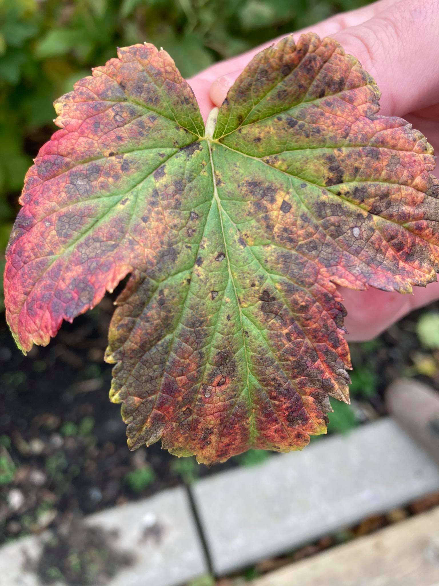 Image of White-pine blister rust