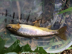 Image of Brown Trout