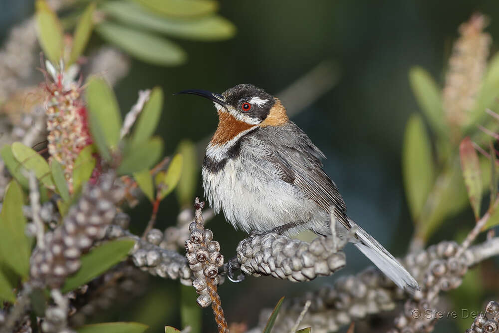 Image of Western Spinebill