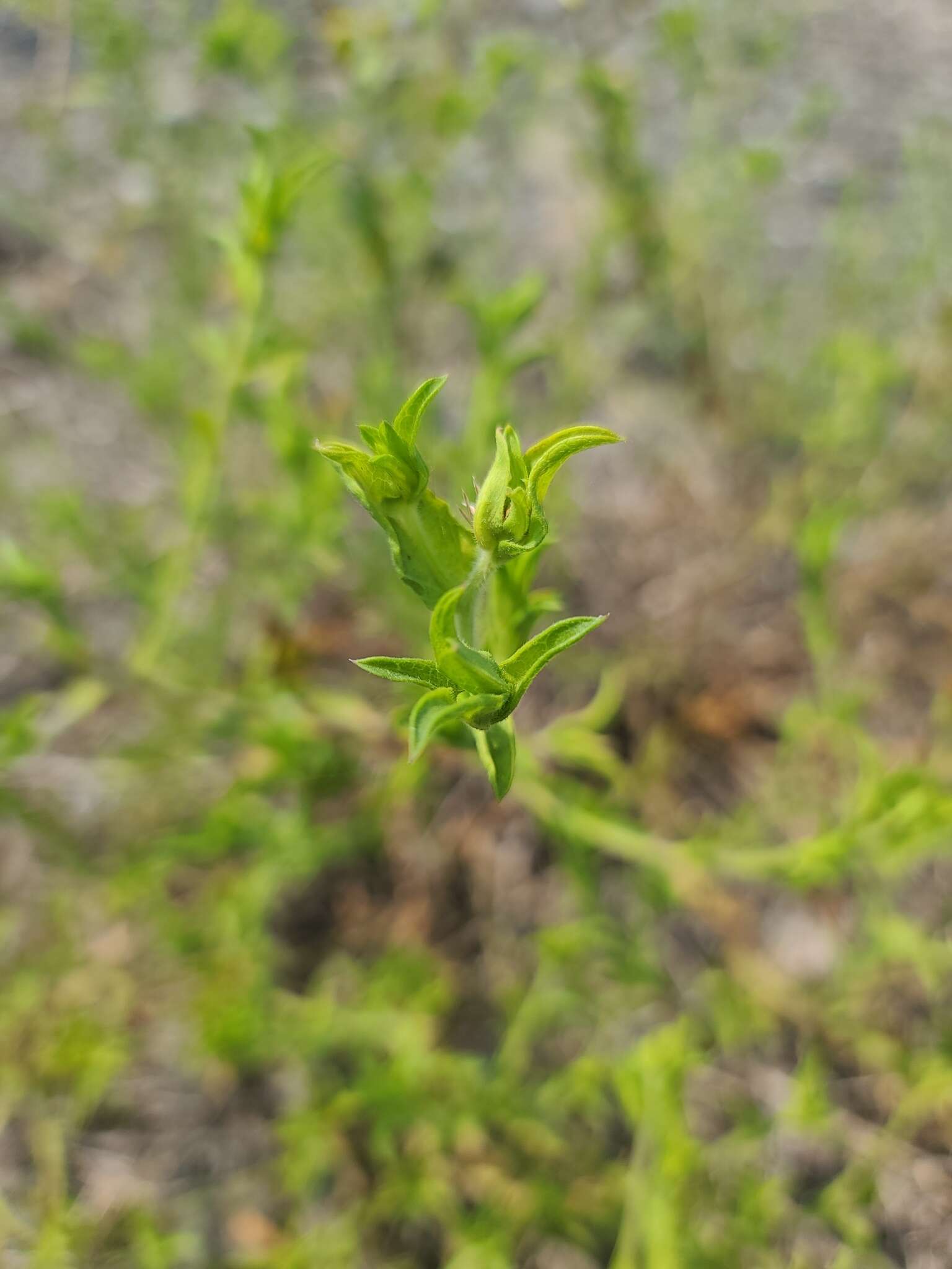 Image of Oregon False Golden-Aster