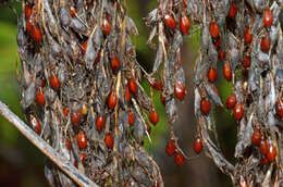 Imagem de Gahnia setifolia (A. Rich.) Hook. fil.