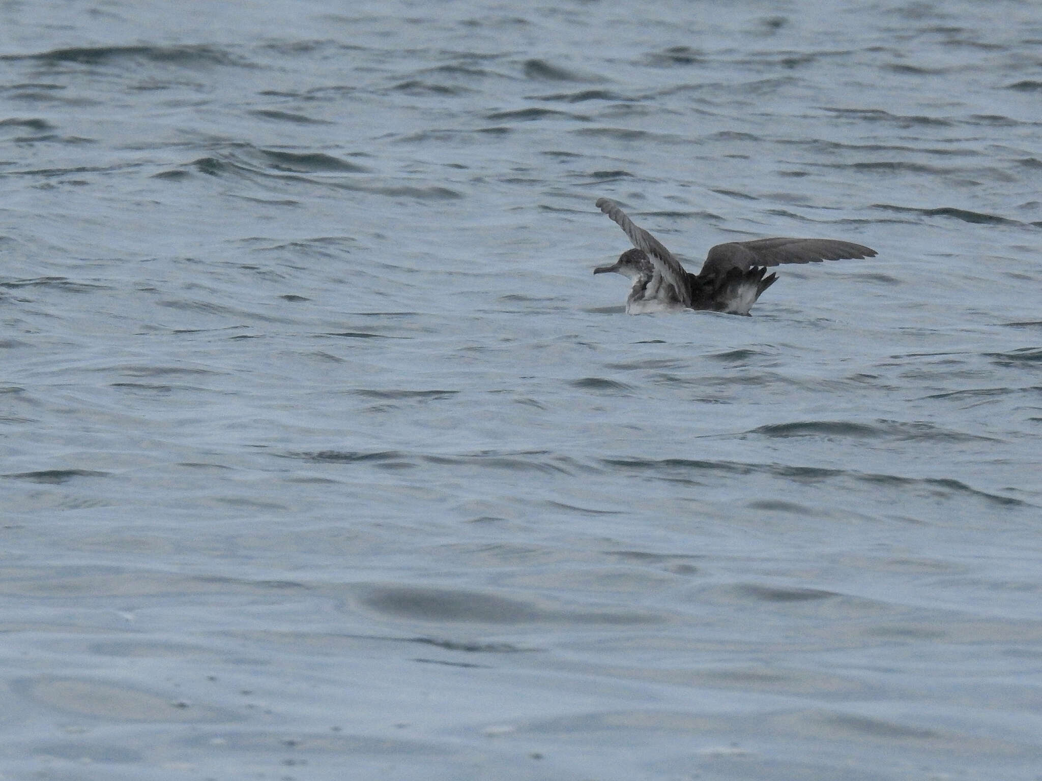 Image of Balearic Shearwater