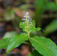 Слика од Pollia macrophylla (R. Br.) Benth.