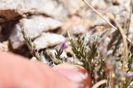 Image of glandleaf milkwort