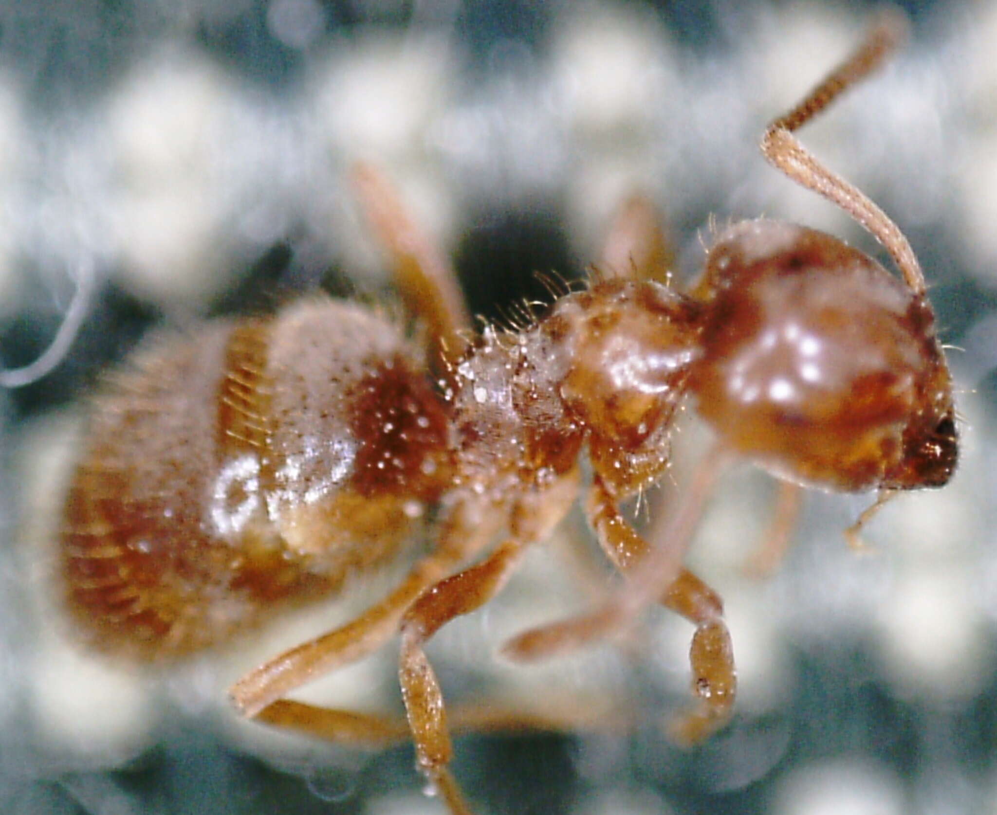 Image de Lasius minutus Emery 1893