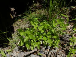 Image of Alpine enchanter’s-nightshade