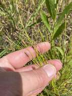 Image of Engelmann's Spike-Rush