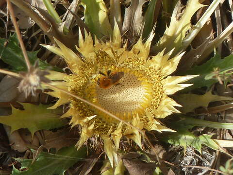 Image of Carlina acanthifolia subsp. acanthifolia