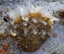 Image of Pinna rugosa G. B. Sowerby I 1835