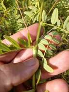 Image of Cooper's milkvetch