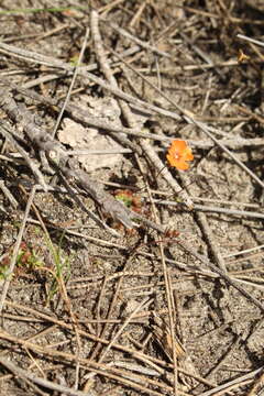 Image de Drosera pulchella Lehm.