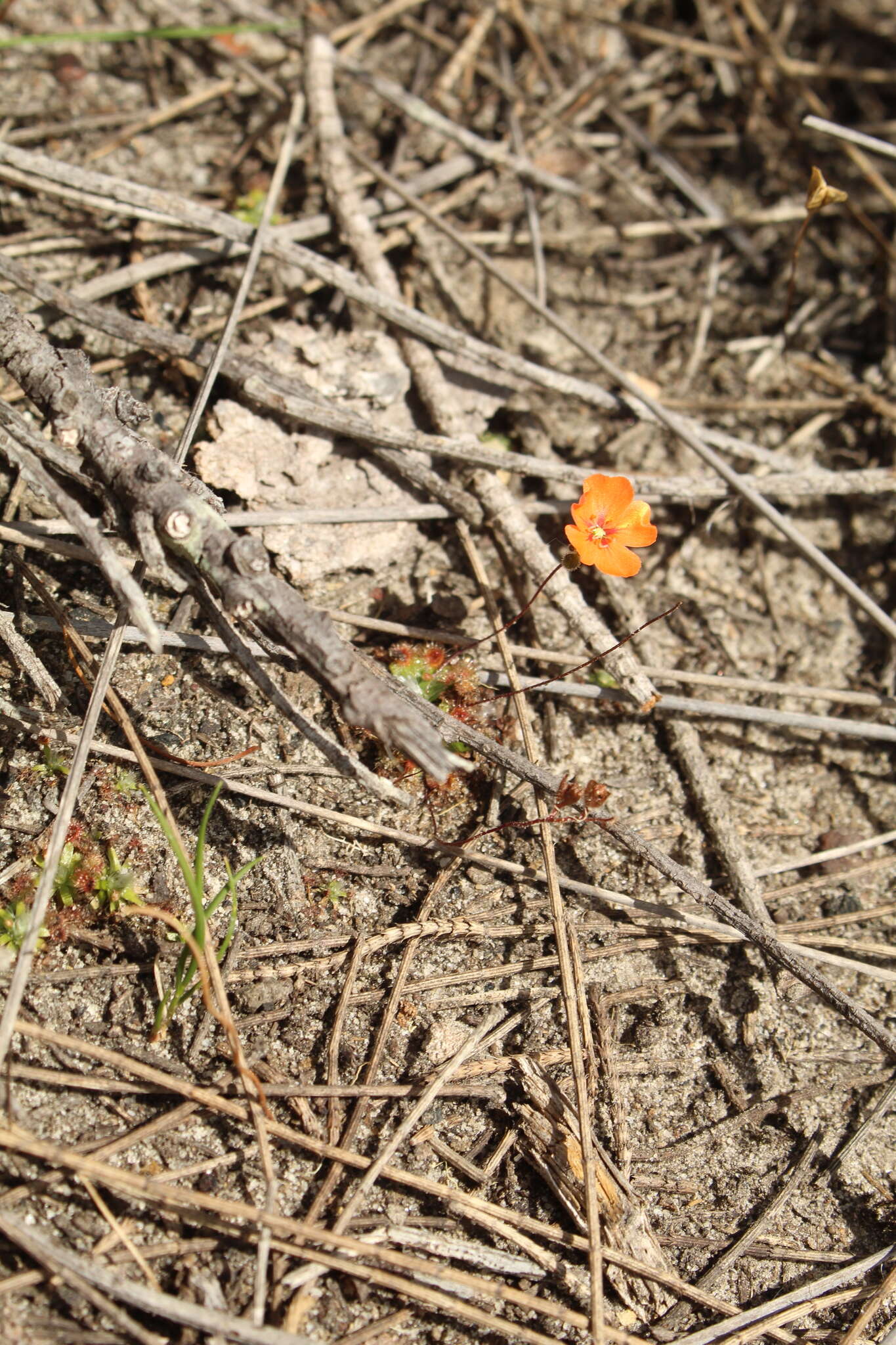 Imagem de Drosera pulchella Lehm.