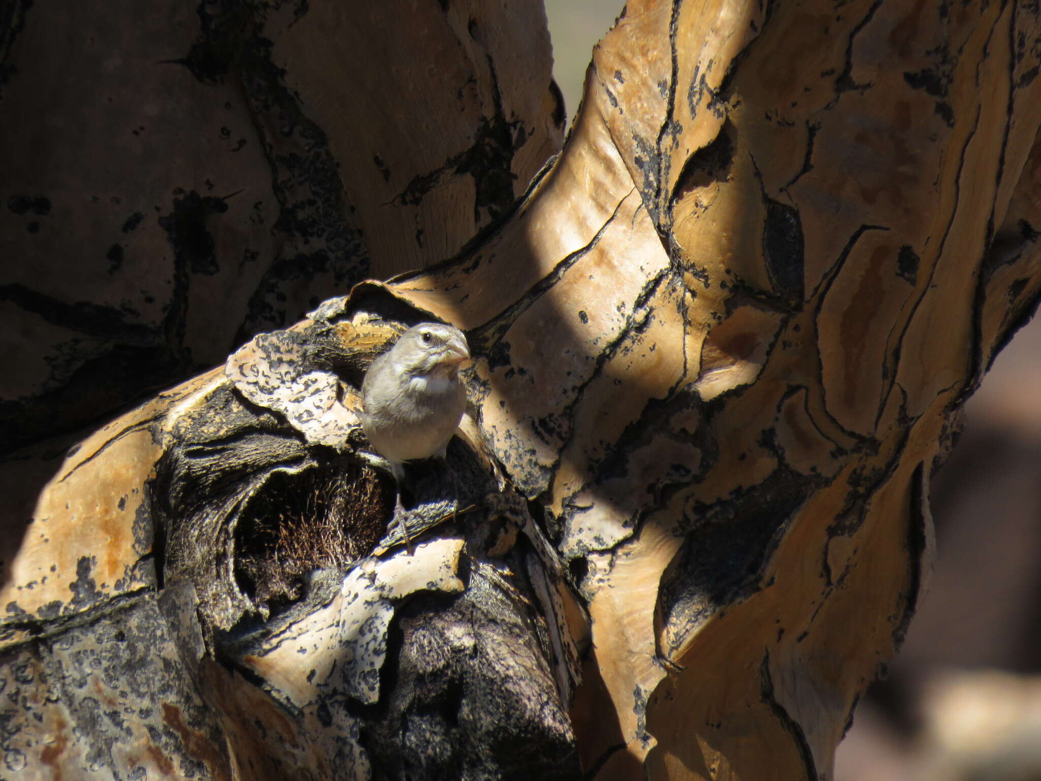 Image of White-throated Canary