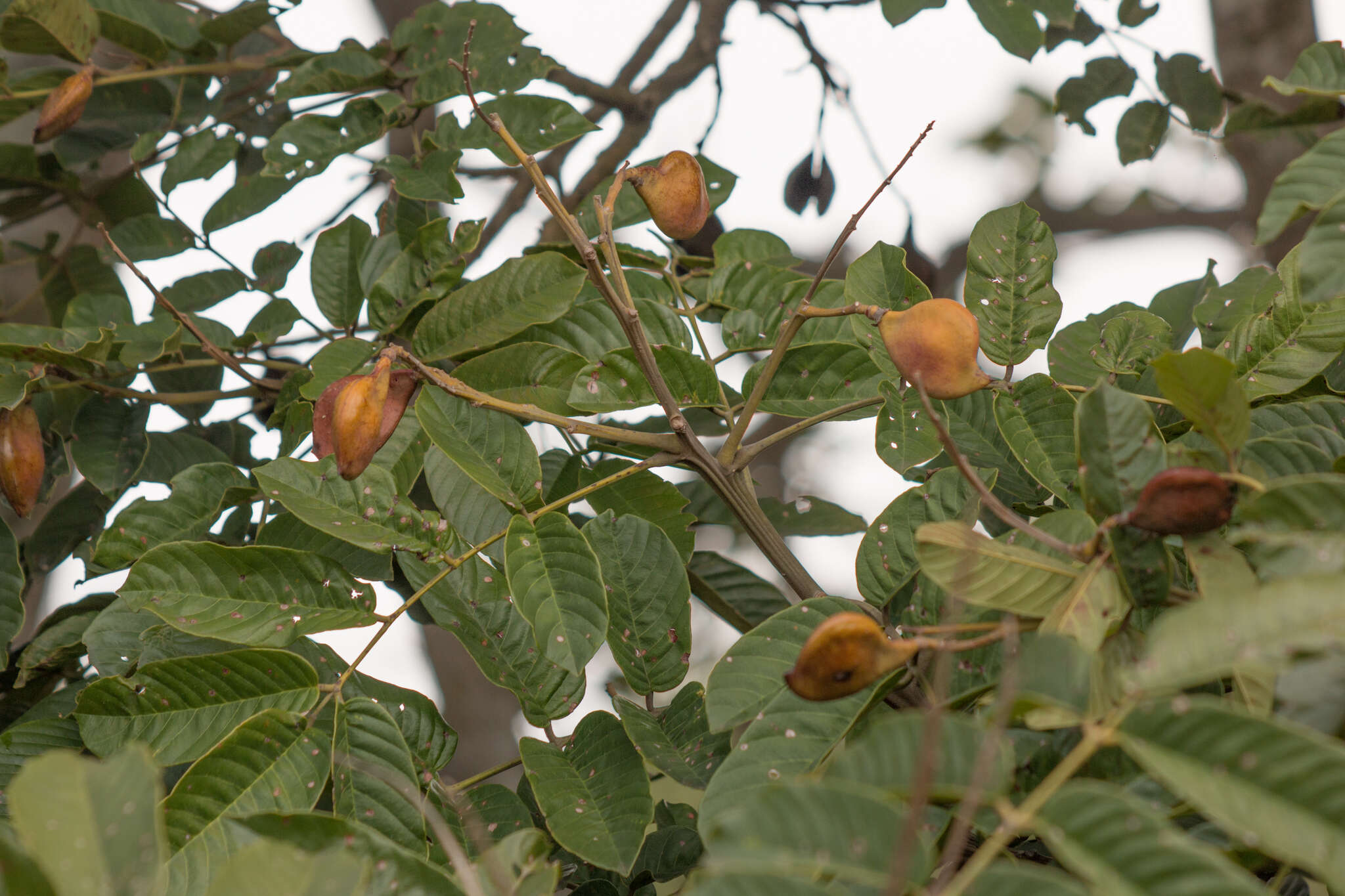 Plancia ëd Ormosia arborea (Vell.) Harms