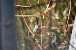 Image of Striated Calamanthus