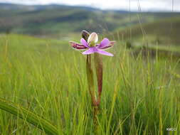 Image de Cynorkis uniflora Lindl.