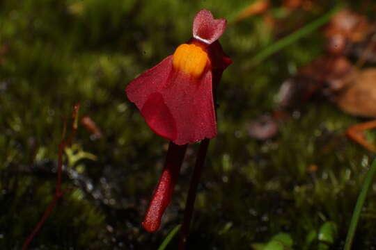 Image of Utricularia menziesii R. Br.