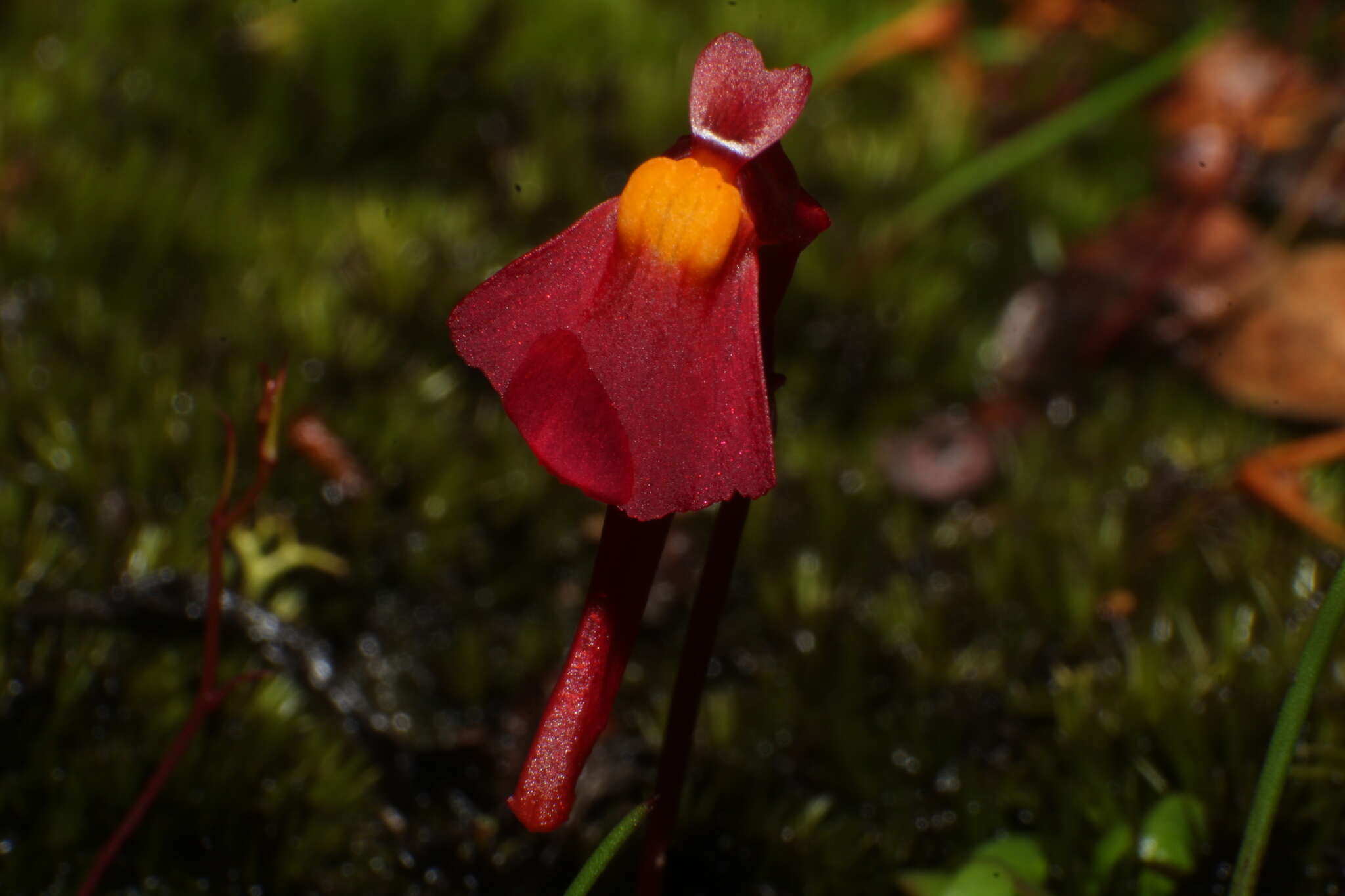 Image of Utricularia menziesii R. Br.