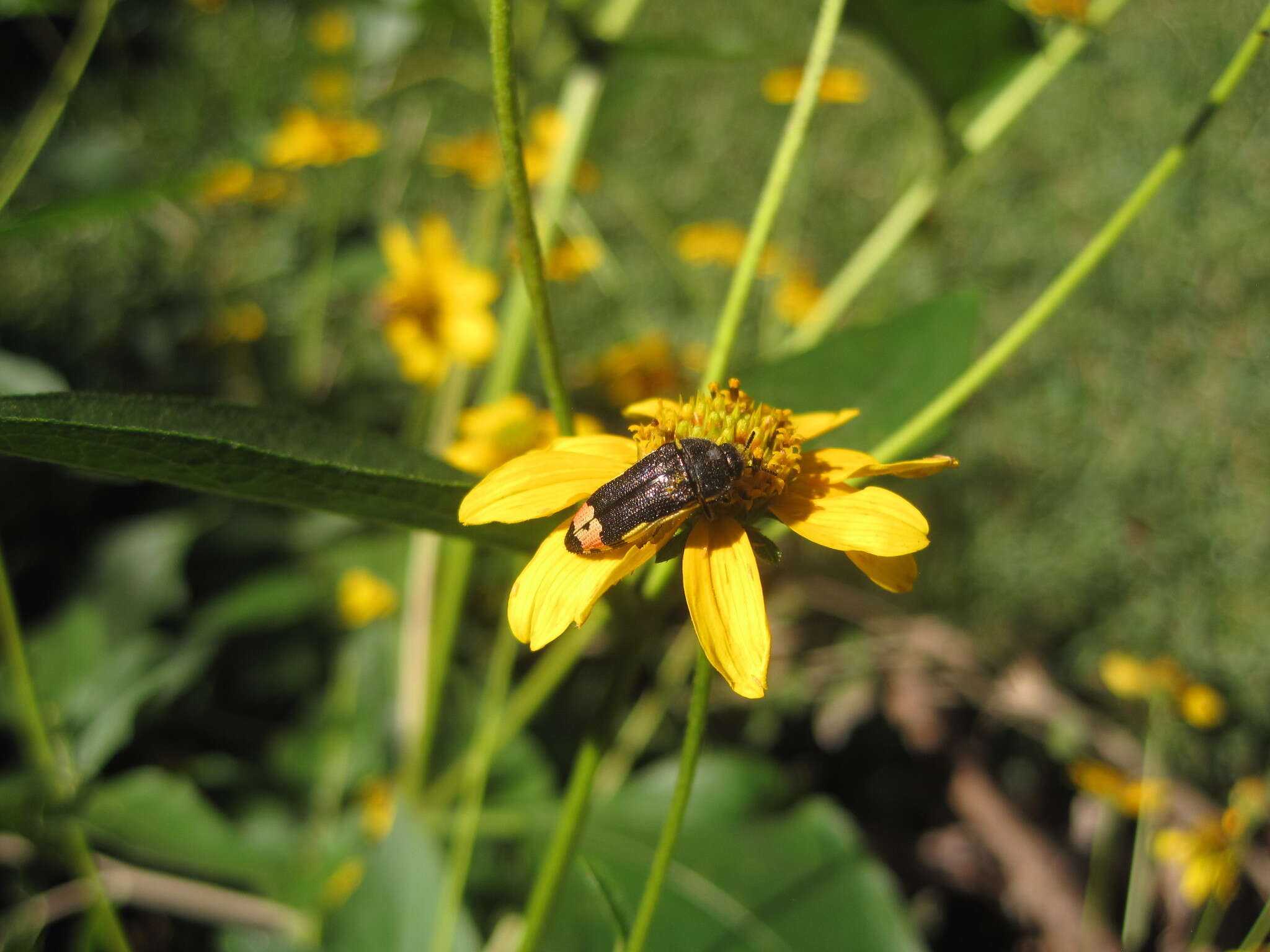 Imagem de Acmaeodera flavomarginata (Gray 1832)