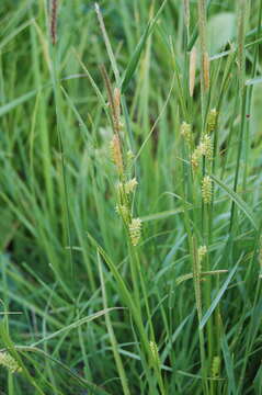 Image of sedge