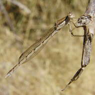 Image of Common Winter Damsel