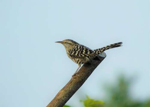 Image of Stripe-backed Wren