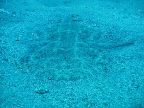 Image of Angel Shark