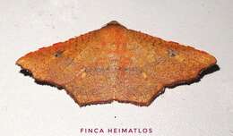 Image of Rhodogonia miniata Warren 1897