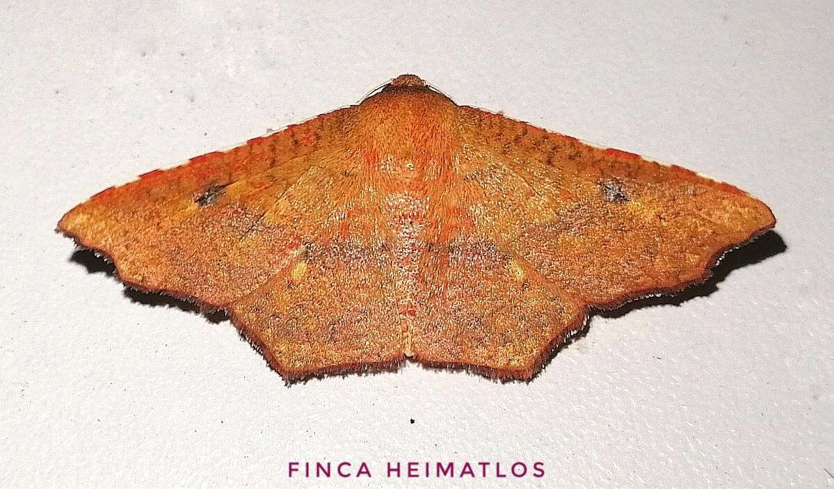 Image of Rhodogonia miniata Warren 1897